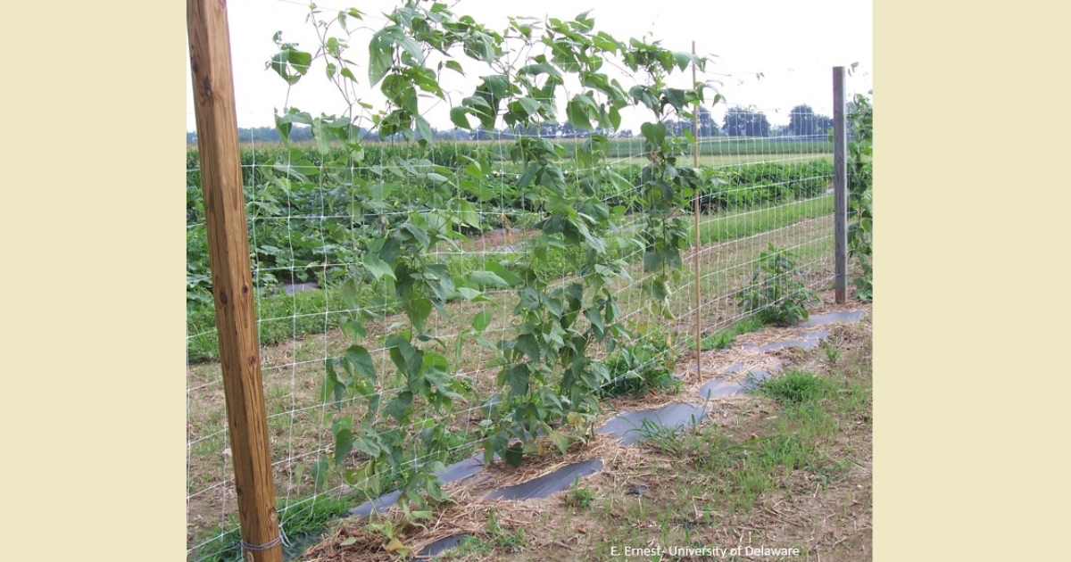 trell5 - 1 mulch trellis