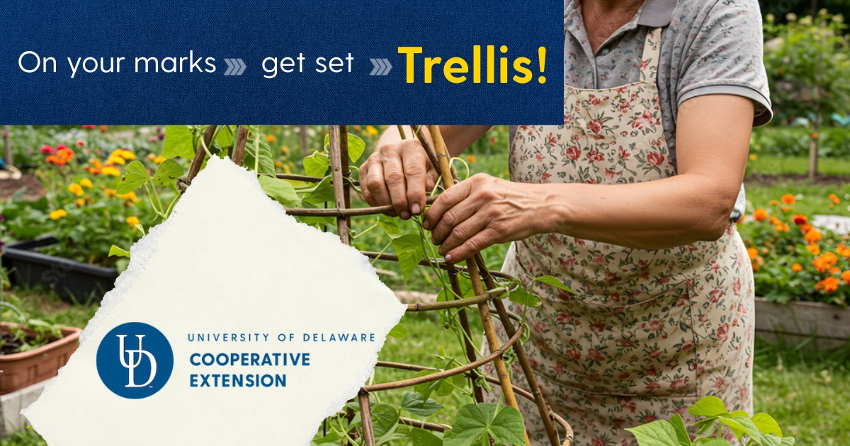 Lead photo showing a woman in the garden with a trellis Lead photo showing a woman in the garden with a trellis