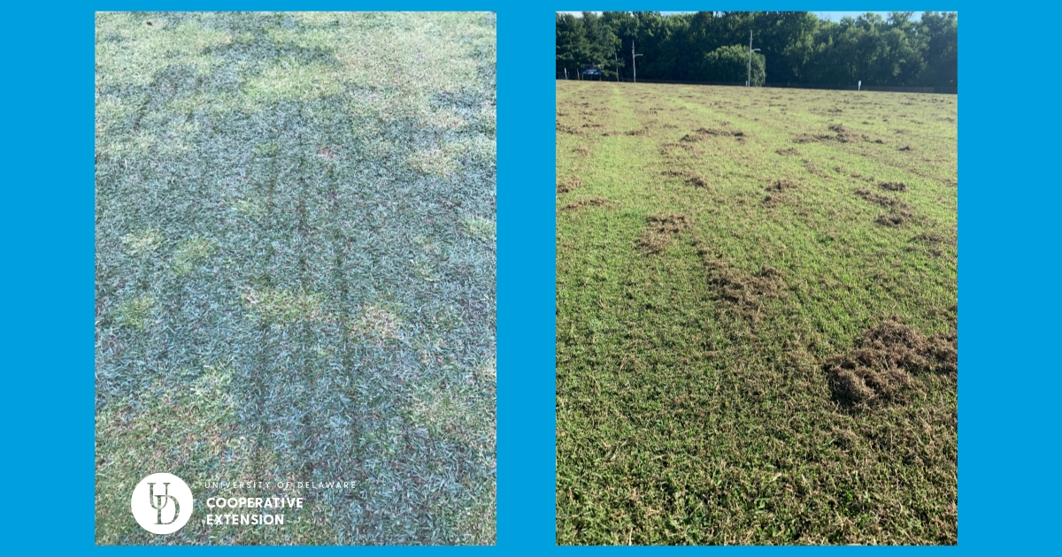 Left: Remnants of channels in the soil created by a slicing unit | Right: Plant material brought to the surface following slicing.