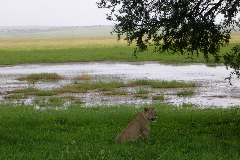A lioness sits by grass and water.