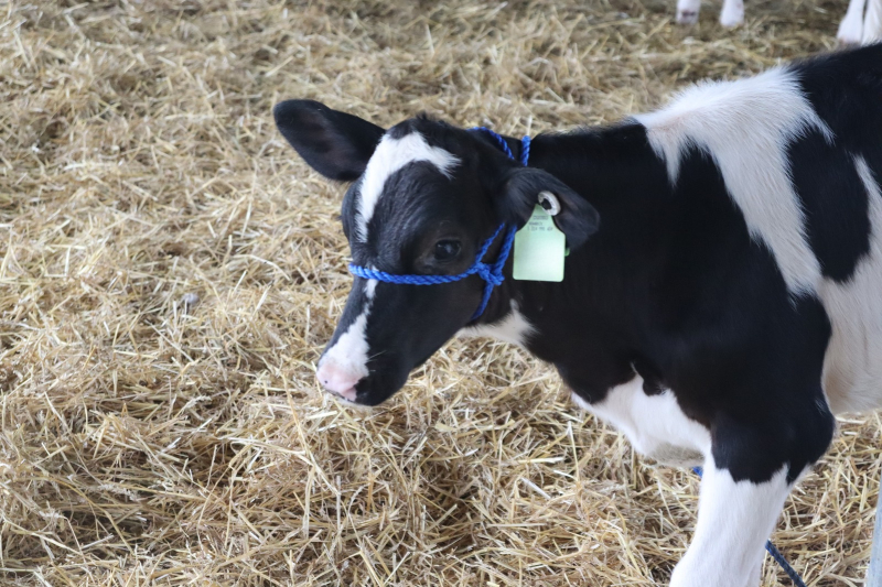 Dairy calf at the University of Delaware farm
