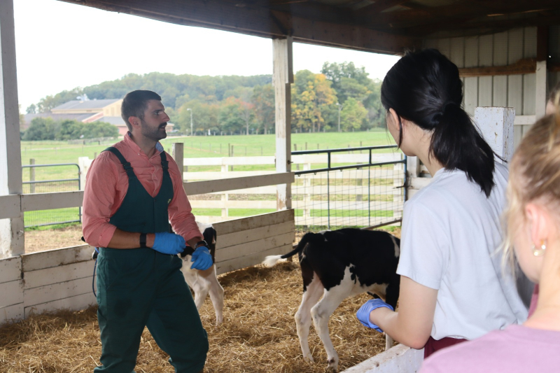 Adam Beard teaches a lab on dairy calves.