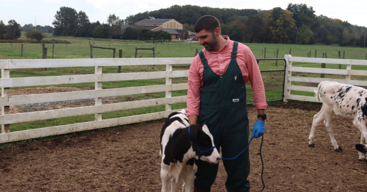 College of Agriculture and Natural Resources faculty member Adam Beard works with dairy calves.