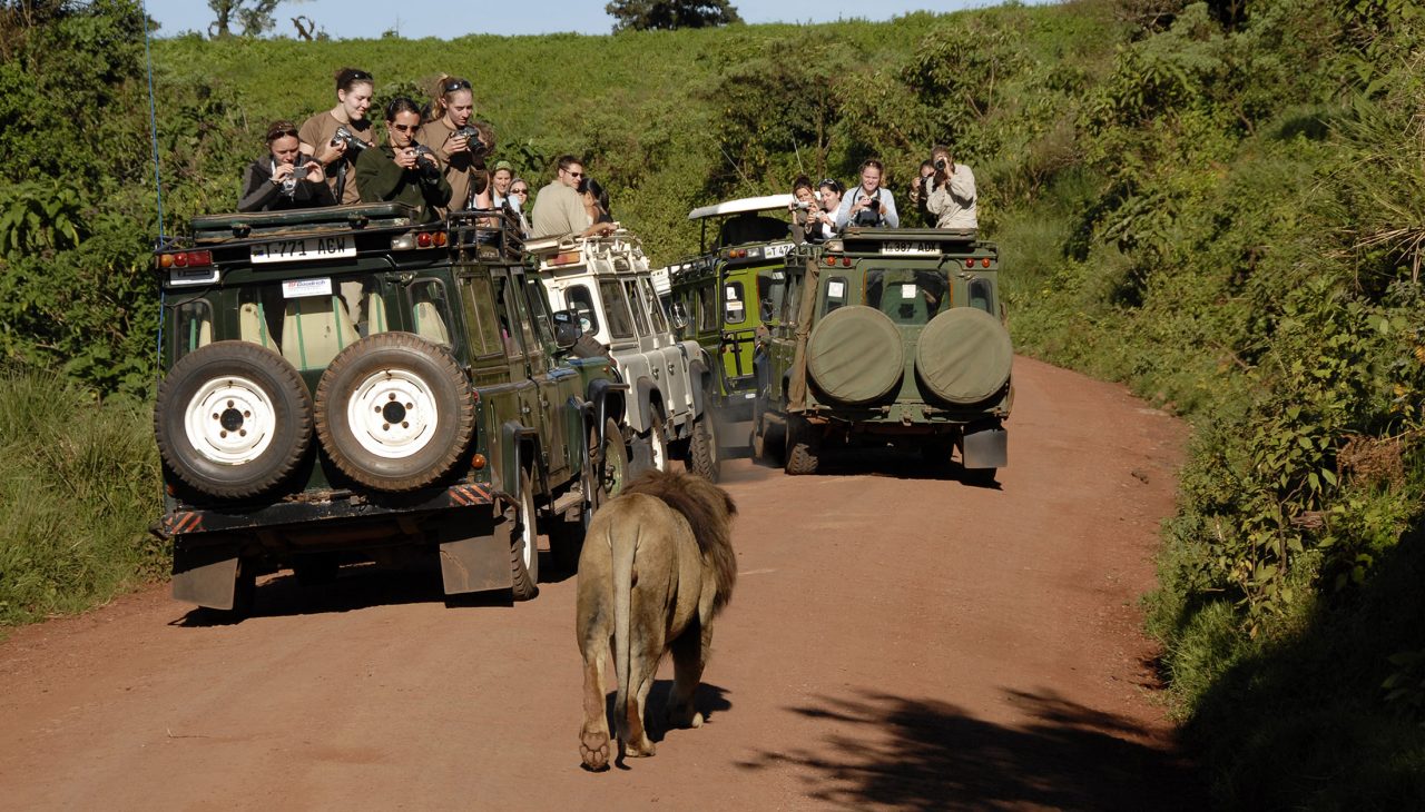 wildlife-ecology-conservation-lion-and-jeeps wildlife-ecology-conservation-lion-and-jeeps
