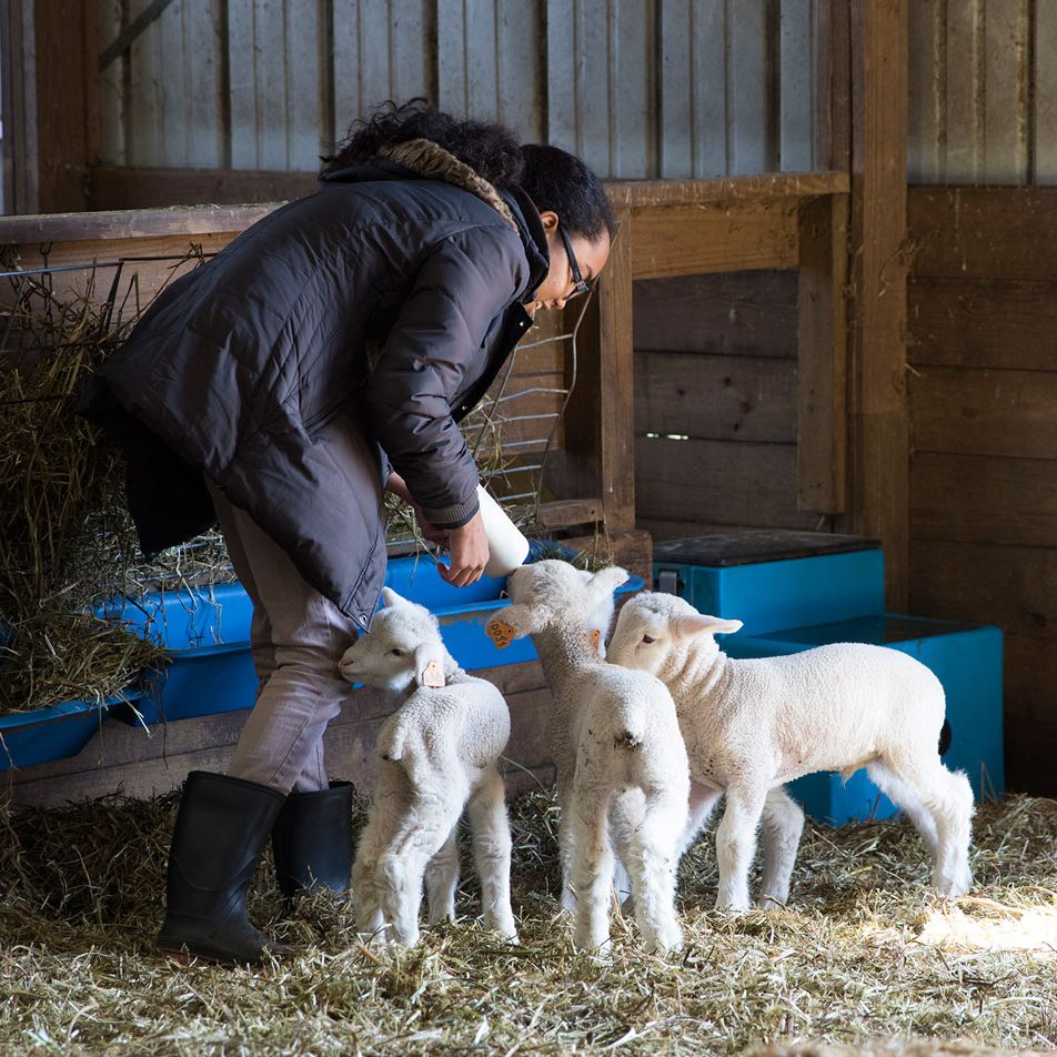 Danielle Sohai bottle feeds a lamb during lambing class with professor Lesa Griffiths and professor Larry Armstrong. The course is a senior capstone where students care for lambs born in the 30-day span.