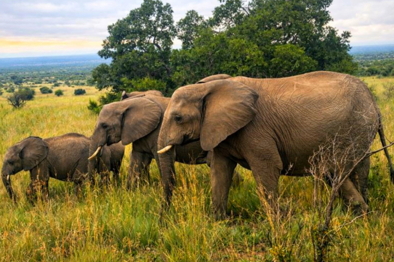 A herd of elephants in a grassy landscape.