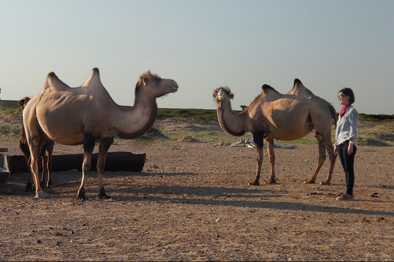 A researcher in a Mongolian desert stands next to two camels.