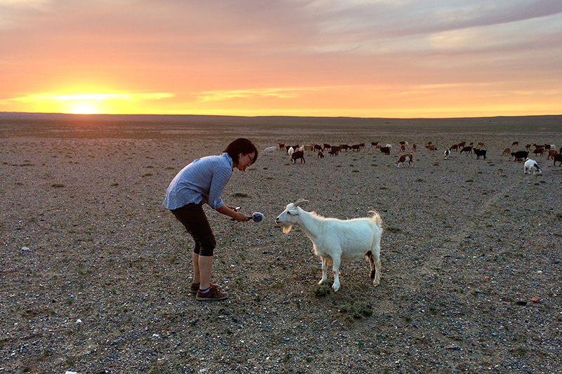 A researcher in a Mongolian desert at sunset holds a microphone in front of a white goat.