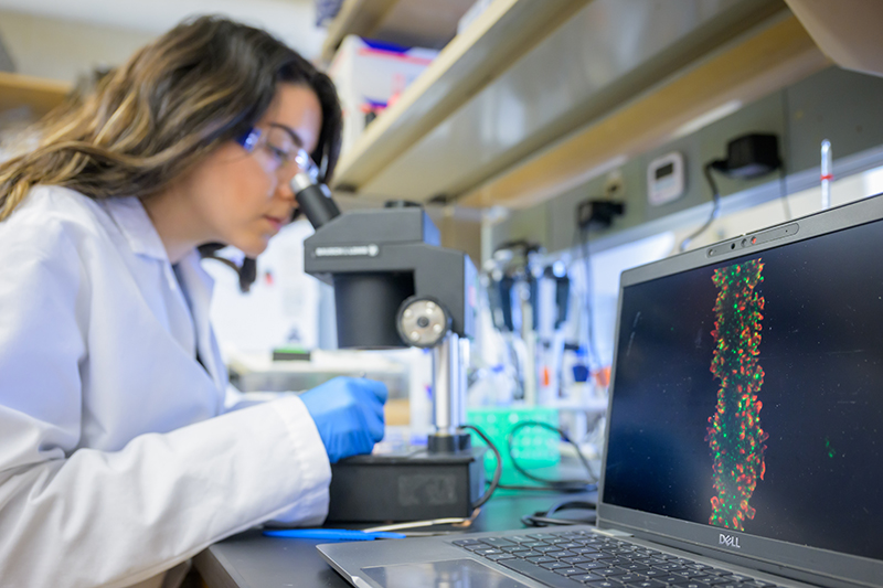 Student working in Velia Fowler's lab in Biological Sciences