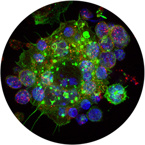 Microscope view of white blood cell rendered in bright green, blue and red on black background.