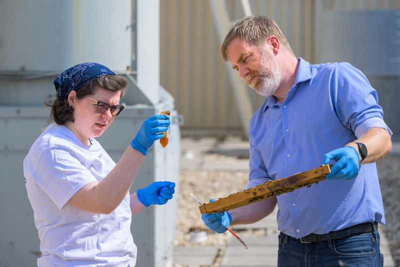 College student wearing blue rubber gloves and her professor collect honey samples.