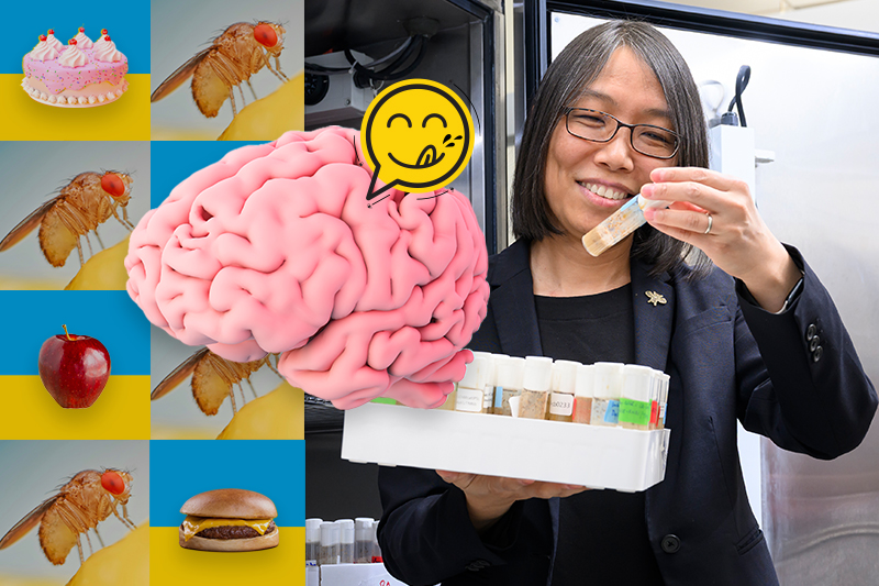 Collage colorful illustrations of a brain, fruit flies and food next to an image of Lisha Shao holding test sample vials in a laboratory.
