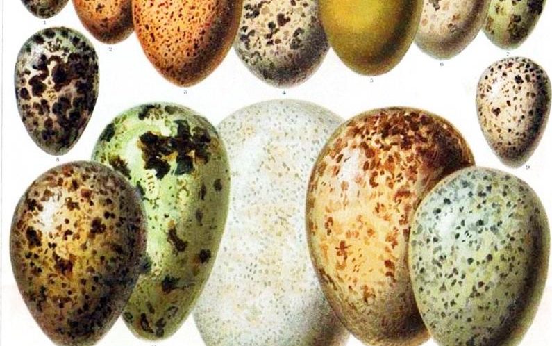 Diverse grouping of eggs