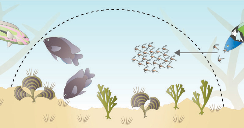 A graphic shows the beneficial relationship between longfin damselfish and mysid shrimp