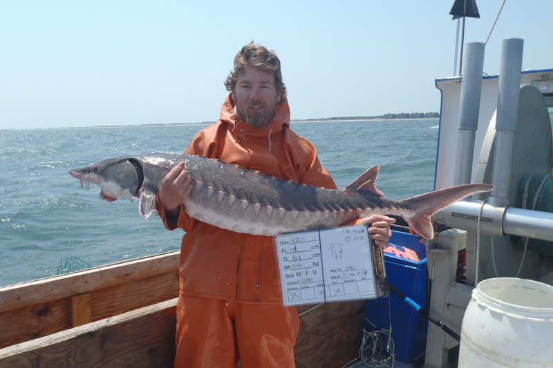 Glider and Atlantic Sturgeon on the deck of the FV Dana Christine ;
Photo of Matthew Breece with sturgeon courtesy of Delaware State University, NMFS Permit No. 16507-01
