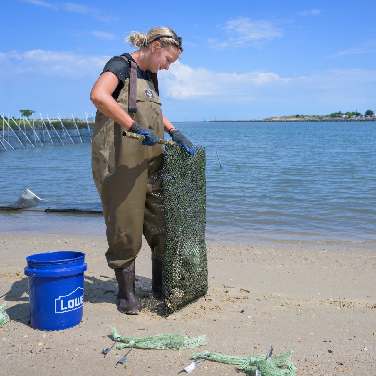 UD graduate student Rileigh Hudock investigates different oyster strains to gauge their effectiveness on living shorelines