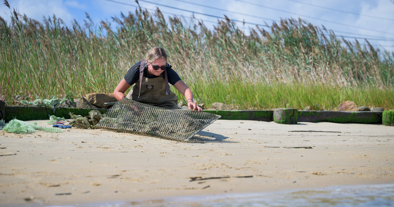 A group of researchers from CEOE and COE are working on a project looking at how installing living shorelines--specifically, oyster reef habitat--in the Delaware Bay can protect shoreline against sea level rise and more intense storm surge events. The project is called Developing Engineering practices using Ecosystem Design Solutions for Future Army (Military DEEDS Project): Building Coastal Community Resilience with Nature-based Shoreline Solutions. It is funded through an appropriation and is a collaboration among the U.S. Army Engineer Research and Development Center (ERDC), UD and Louisiana State University. The project is led at UD by Jack Puleo and looks to inform the Army on land-use management designs to enhance the resilience of military missions and operations in present and future terrains by using ecosystem services to address threats posed by climate and coastal hazards. The project is being managed by Ed Hale and graduate students Brendan Campbell, a postdoctoral researcher in Hale’s lab, and Rileigh Huddock, a master’s level student in CEOE. They have installed a living shoreline test site in the Delaware Bay near the Hugh R. Sharp campus. [UDaily]