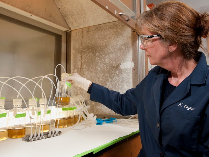 REU faculty mentor Kathy Coyne examining vials in a lab
