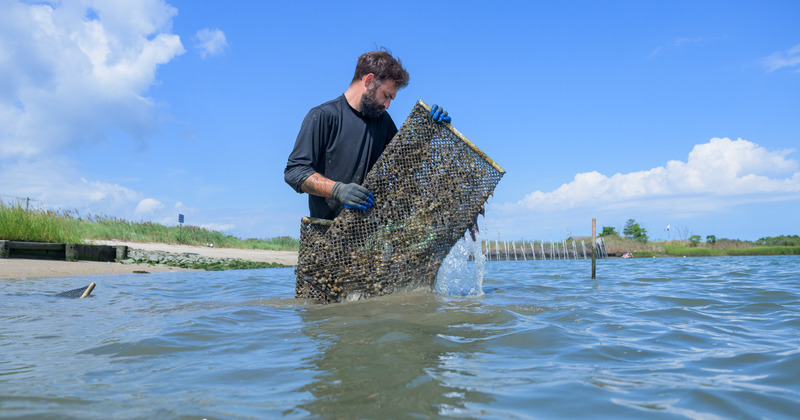 A group of researchers from CEOE and COE are working on a project looking at how installing living shorelines--specifically, oyster reef habitat--in the Delaware Bay can protect shoreline against sea level rise and more intense storm surge events. The project is called Developing Engineering practices using Ecosystem Design Solutions for Future Army (Military DEEDS Project): Building Coastal Community Resilience with Nature-based Shoreline Solutions. It is funded through an appropriation and is a collaboration among the U.S. Army Engineer Research and Development Center (ERDC), UD and Louisiana State University. The project is led at UD by Jack Puleo and looks to inform the Army on land-use management designs to enhance the resilience of military missions and operations in present and future terrains by using ecosystem services to address threats posed by climate and coastal hazards. The project is being managed by Ed Hale and graduate students Brendan Campbell, a postdoctoral researcher in Hale’s lab, and Rileigh Huddock, a master’s level student in CEOE. They have installed a living shoreline test site in the Delaware Bay near the Hugh R. Sharp campus. [UDaily]