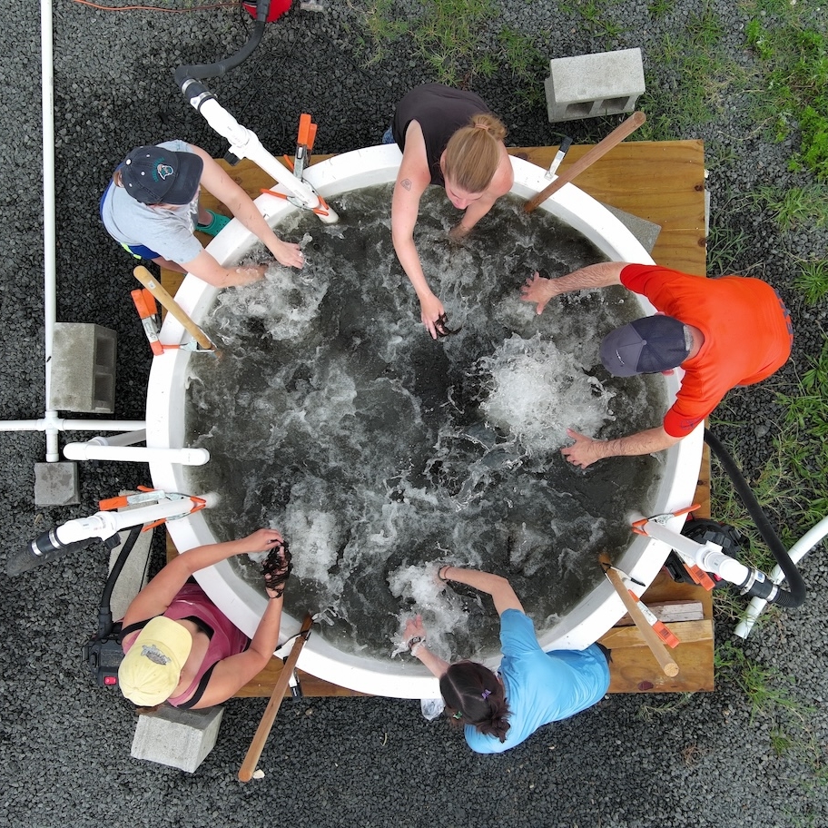 Overhead view of DESG partners sorting widgeon grass seed