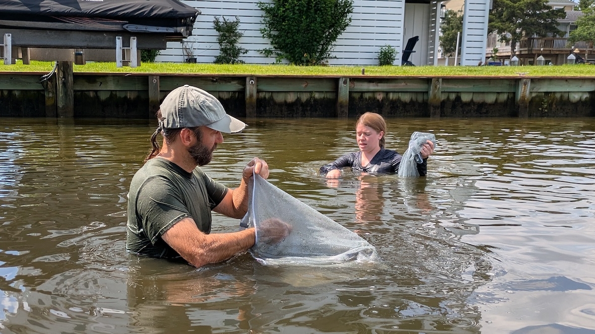 Submerged aquatic vegetation