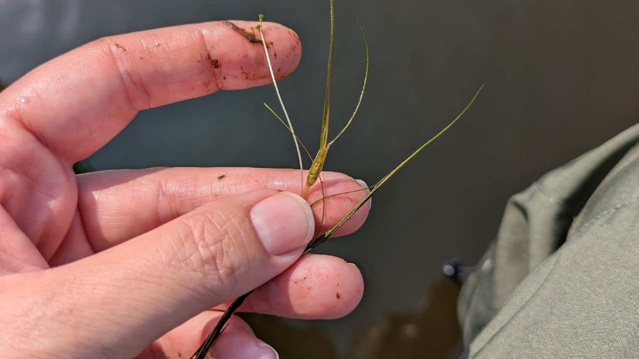 Submerged aquatic vegetation