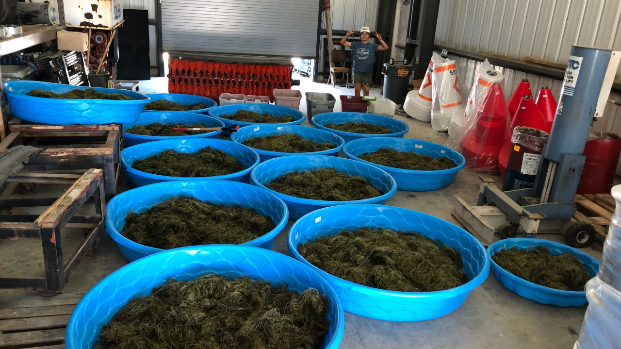 Submerged aquatic vegetation