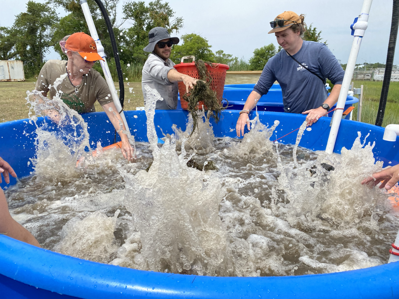 Volunteers working with widgeon grass in tank