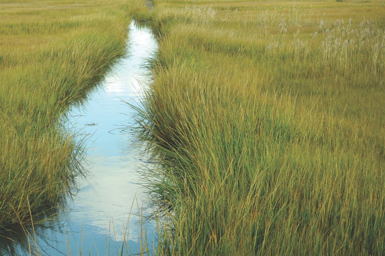Marsh in Lewes, DE