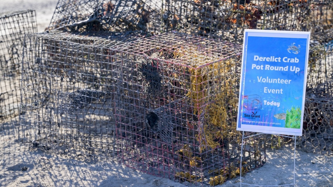 Crab pot cleanup Crab pot cleanup