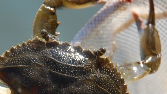 Blue crab 