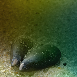 Mussel shell on sand