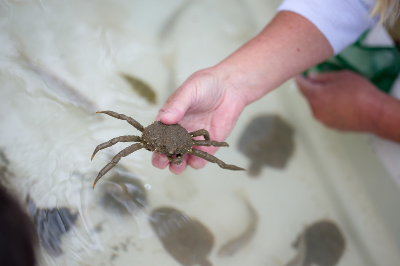 Crab photo from Coast Day