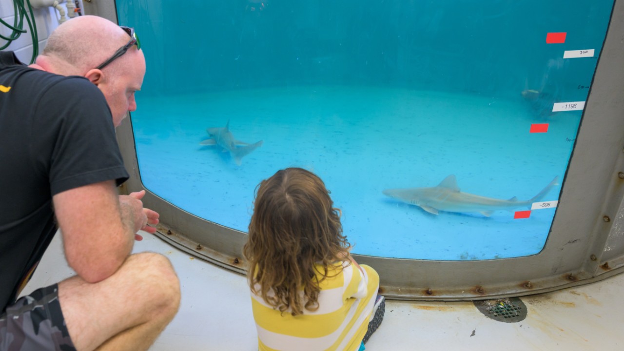 VIew of shark tank in Lewes, DE 