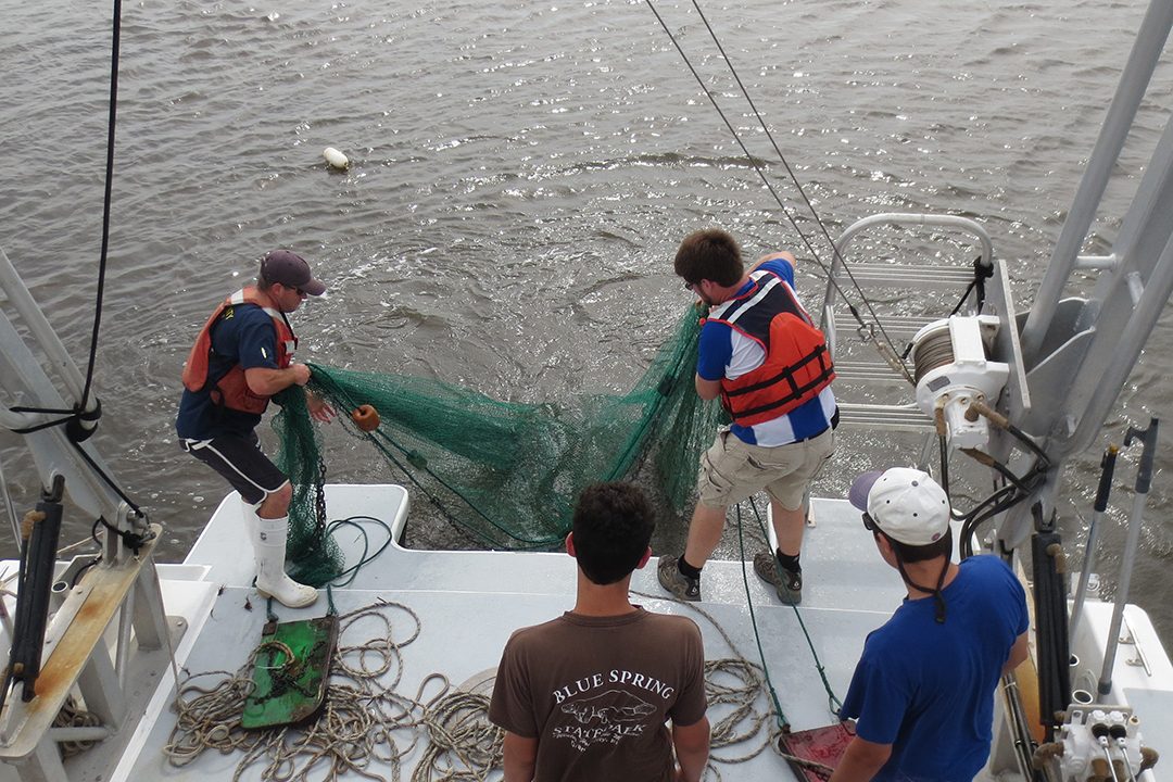 Nathan Tillotson (right) pulling in trawl net, Broadkill River