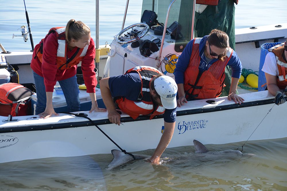 students working from a small boat hold a shark while tagging it