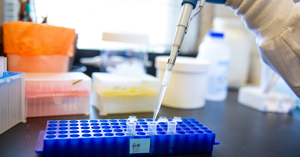 A graduate student in Medical and Molecular Sciences lab uses a pipette to examine a specimen.