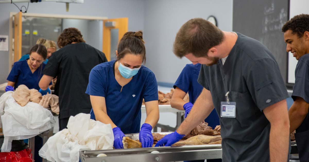 4 students examine the leg joints of a donor body