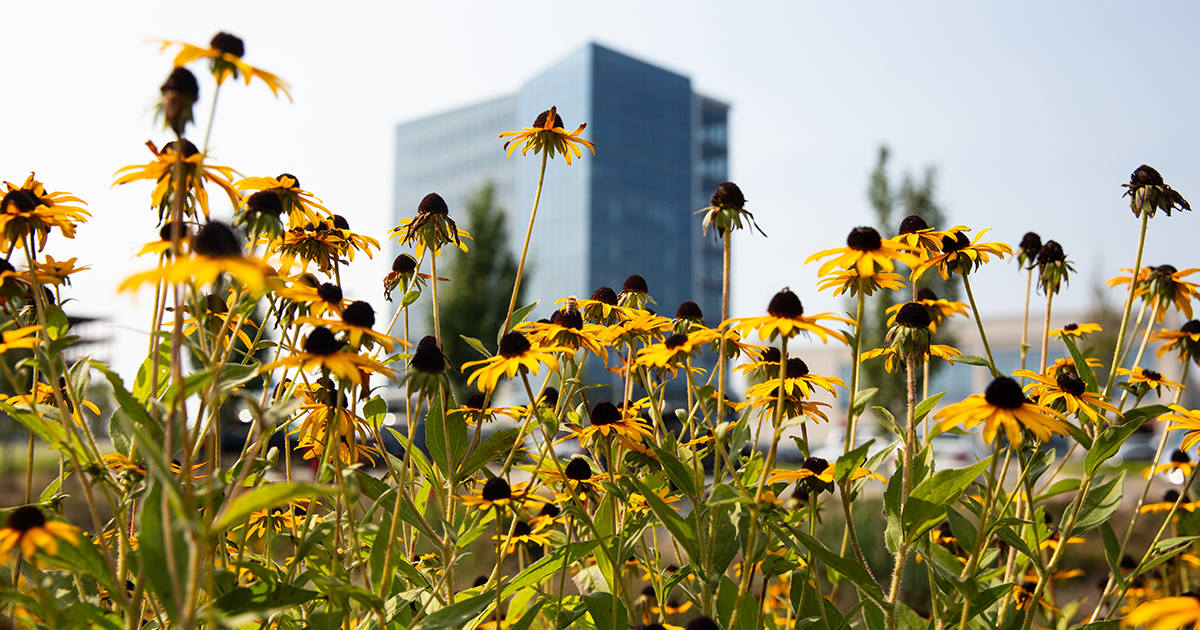 Sunflowers in front of the STAR Tower. 