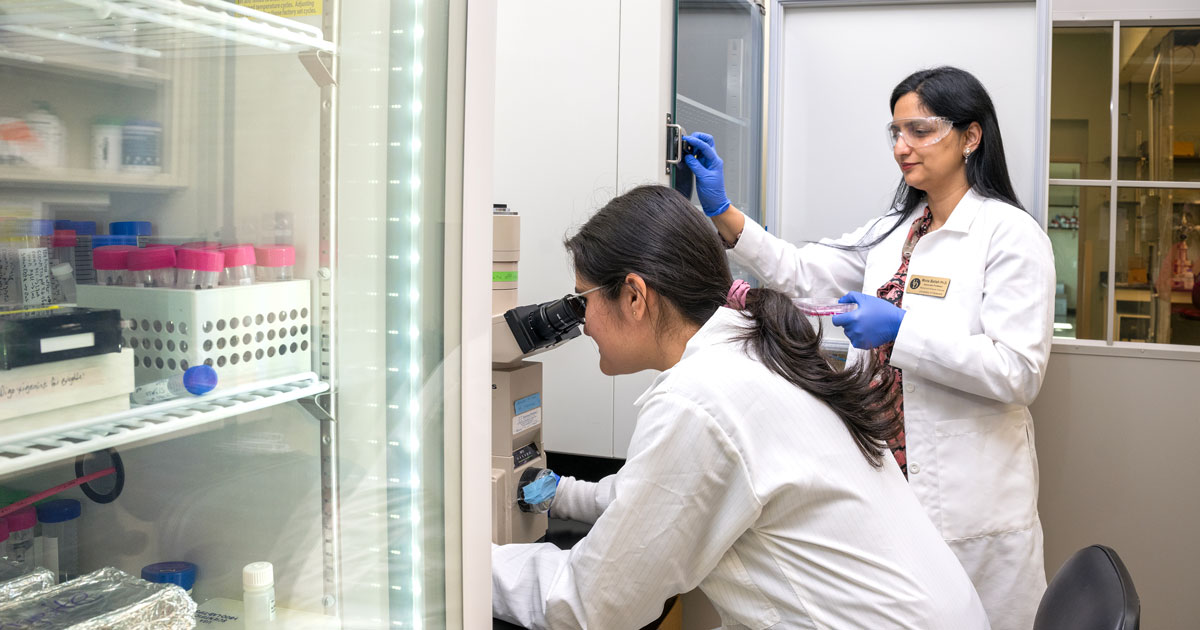 A photo of doctoral student Brigette Romero in a lab coat looking into a microscope while Assistant Professor of Medical and Molecular Sciences, holds a sample wearing blue lab gloves. The two are studying circular RNA and cerebral palsy.