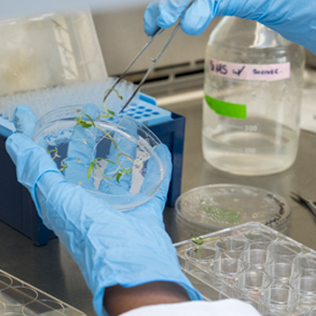 Micriobiology closeup in lab