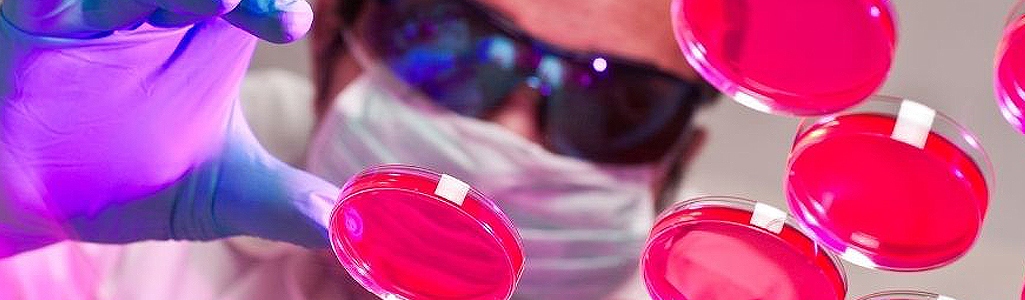 Close up view of student viewing petri dishes from underneath table.