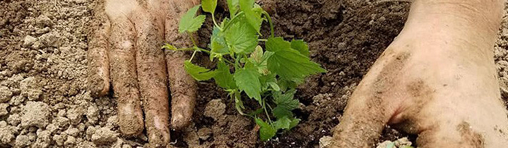 Close up image of two hands planting in soil.