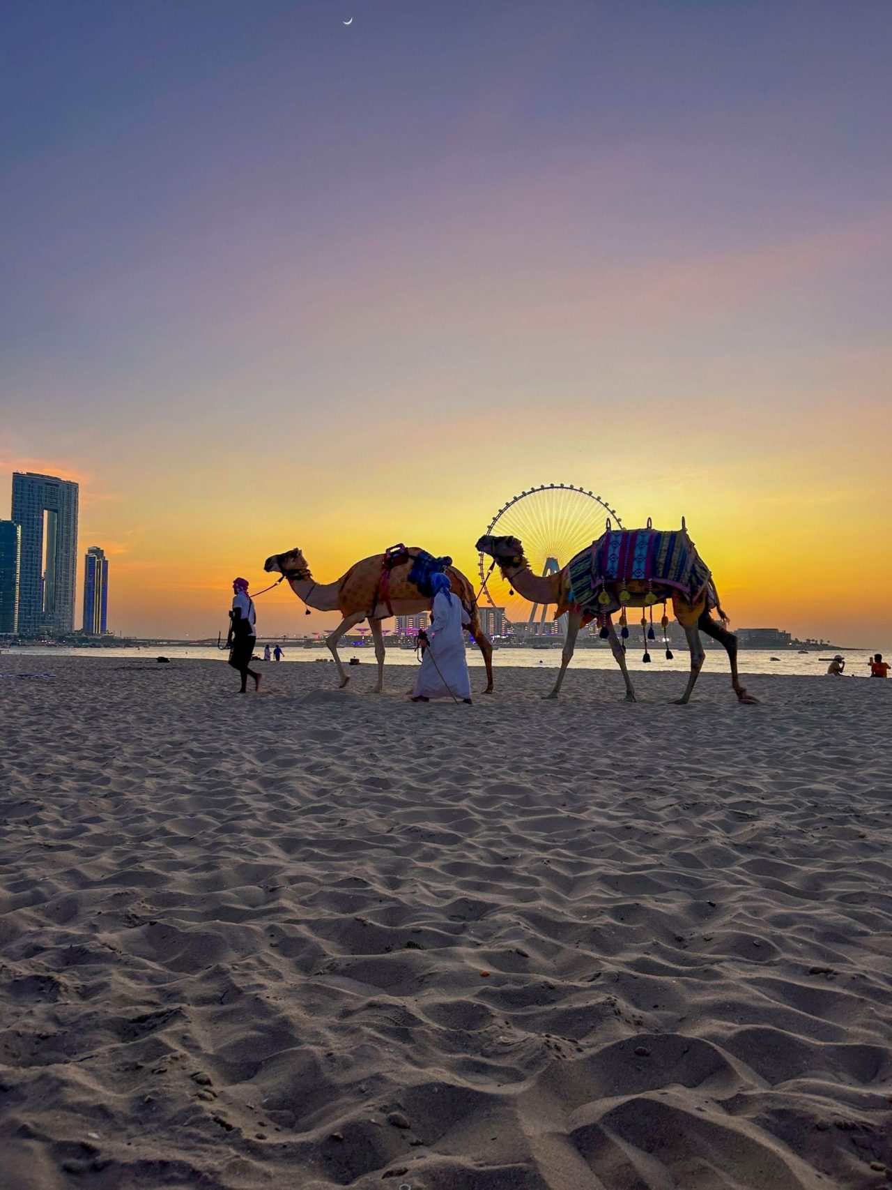 2 camels walking on sand in front of sunset