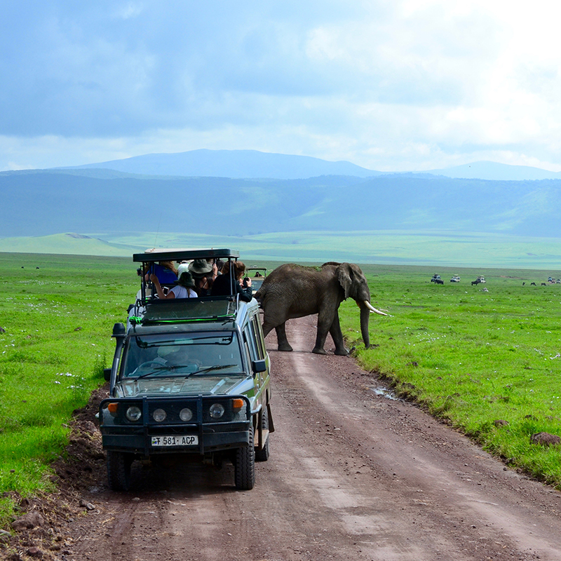 A group of students observe an elephant from a safari vehicle.