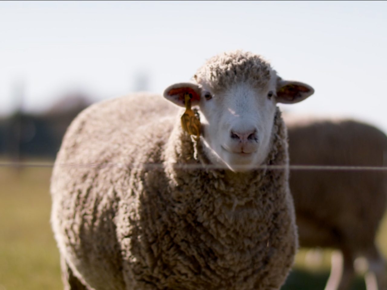 Sheep B91 Sheep B91