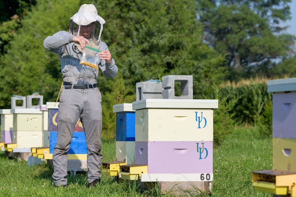 A UD beekeeper wearing protective gear checks the beehives. 