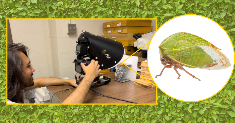 Working under Charles Bartlett, UD Class of 2025 insect ecology and conservation major Solomon Hendrix used UD’s Insect Research Collection (UDCC) to study planthoppers. Working under Charles Bartlett, UD Class of 2025 insect ecology and conservation major Solomon Hendrix used UD’s Insect Research Collection (UDCC) to study planthoppers.