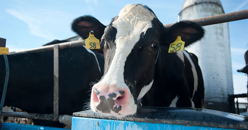 A cow looks at the camera smiling as it waits for delicious food.