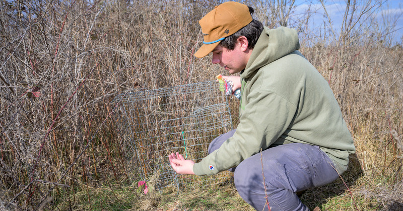  Wildlife ecology and conservation major John Hendell is conducting his senior thesis on bobwhite quail movement in Delaware’s Cedar Swamp Wildlife Management Area. 
